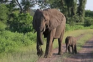 African Bush Elephant female with six-week-old baby.jpg (21 KB)
