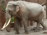 Indian Elephant