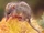 Honey Possum