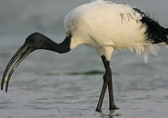 African Scared Ibis