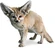 Fennec Fox[12]