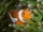 Ocellaris Clownfish