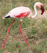 Lesser Flamingo