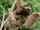 Brown-throated Sloth