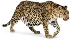 African Leopard, Zoo tycoon movie Wikia