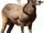 Bighorn Sheep