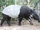 Malayan Tapir