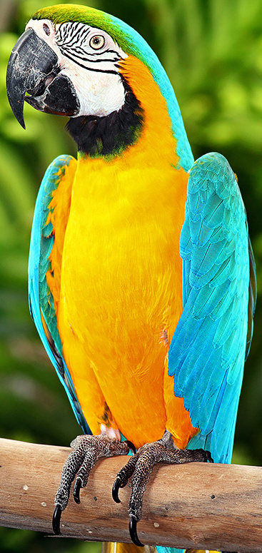 and Yellow Macaw | Zoo tycoon movie Wikia |