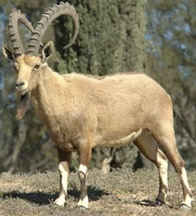 Nubian Ibex zoo icon