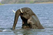 African Bush Elephant Swimming.jpg (10 KB)