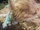 Fennec Fox