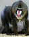 Mandrill
