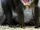 Mandrill