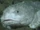 Blobfish