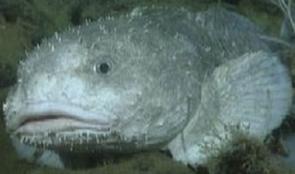 The elusive blobfish! - Picture of Behind the Scenes at Sydney