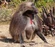 Gelada