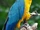 Blue and Yellow Macaw