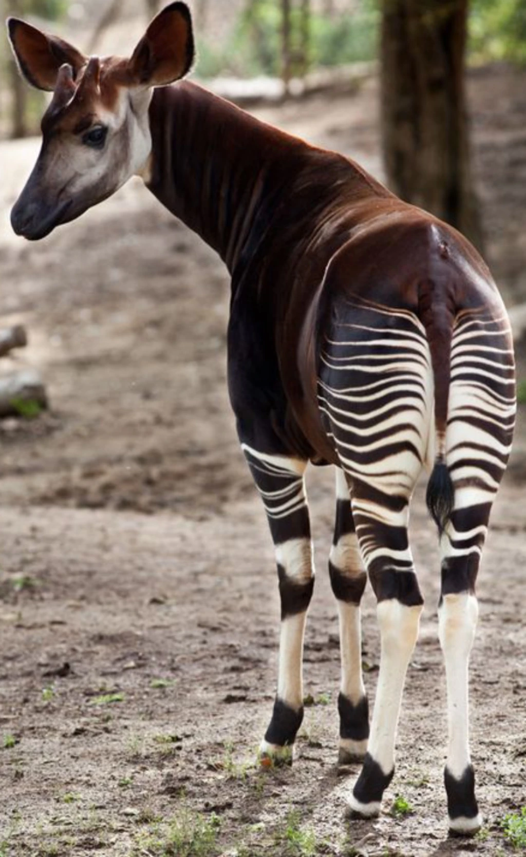 Okapi Zoo tycoon movie Wikia Fandom