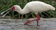 African Spoonbill