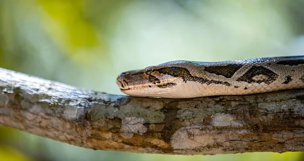 Central African Rock Python | Zoo tycoon movie Wikia | Fandom