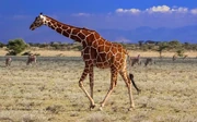Reticulated Giraffe