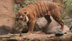 Bengal Tiger, Zoo tycoon movie Wikia