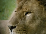Masai Lion