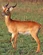 Ugandan Kob