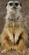 Meerkat