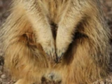 Meerkat