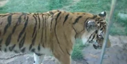 Indianapolis Zoo Tiger.png (1.91 MB)