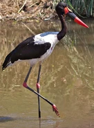 Saddle-billed Stork