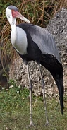 Wattled Crane