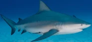 Bull Shark
