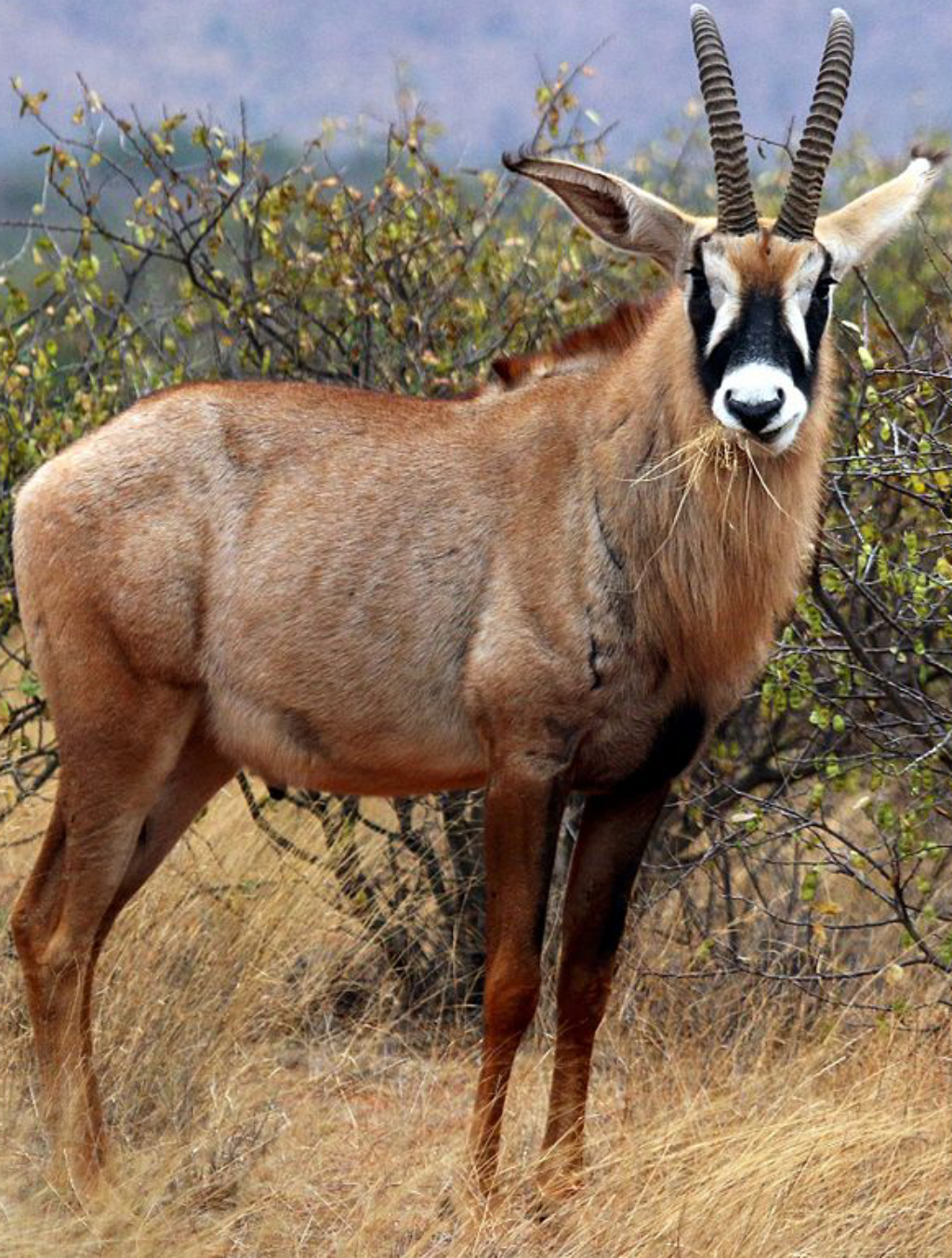 Длиннорогая антилопа. Антилопы в Танзании. Лошадиная антилопа. Hippotragus Leucophaeus. Где живут антилопы.