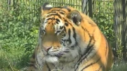 Whipsnade Zoo Tiger.png (1.03 MB)