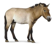 Al the Przewalski's Horse (Al Pacino)