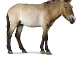 Przewalski's Horse