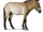 Przewalski's Horse