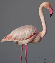Greater Flamingo zoo icon