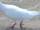 Domestic Pigeon