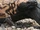 Gila Monster