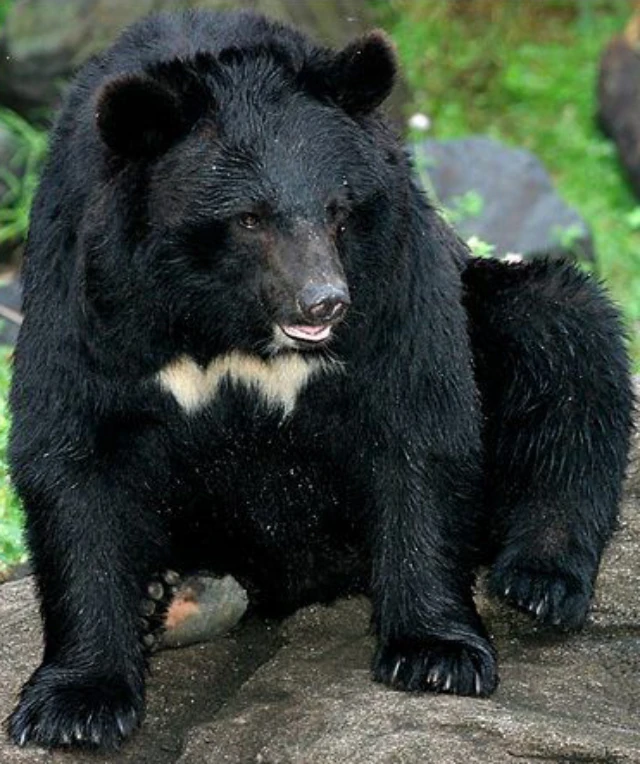 Baluchistan Bear Zoo tycoon movie Wikia Fandom