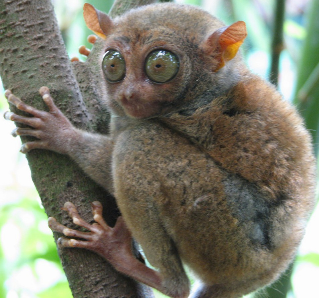 Philippine Tarsier | Zoo tycoon movie Wikia | Fandom