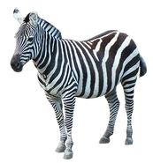 Spencer the Zebra (Amy Poheler)