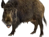 Wild Boar