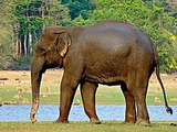 Asian Elephant