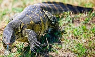 Nile Monitor