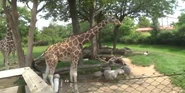 A reticulated giraffe at the Indianapolis Zoo.