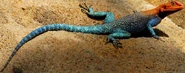 Common Agama